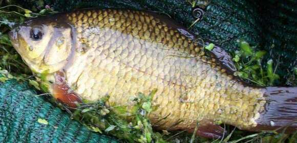 Image of Crucian Carp