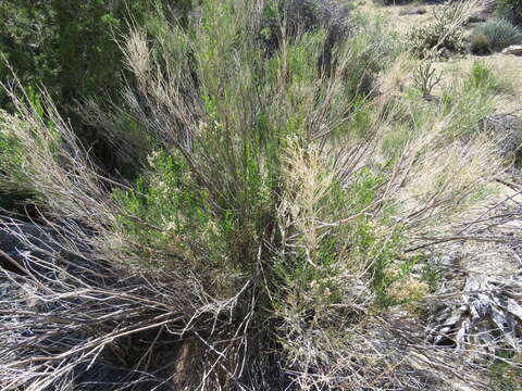 Image of desert baccharis