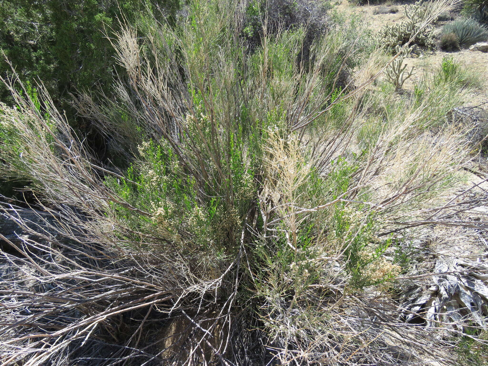 Image de Baccharis sergiloides A. Gray