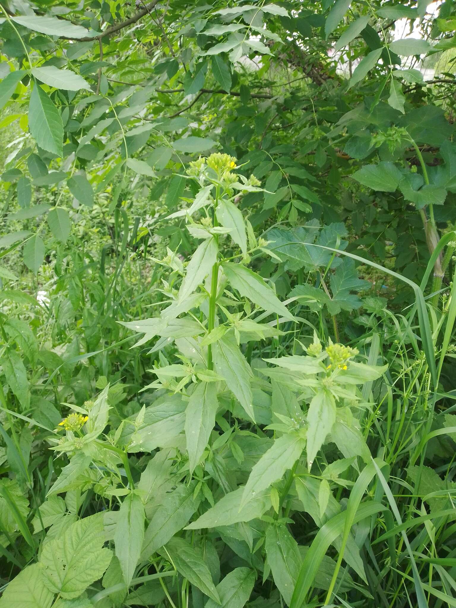 Image of Erysimum aureum M. Bieb.