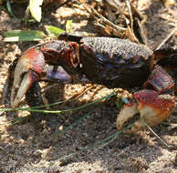 Image of East African red mangrove crab