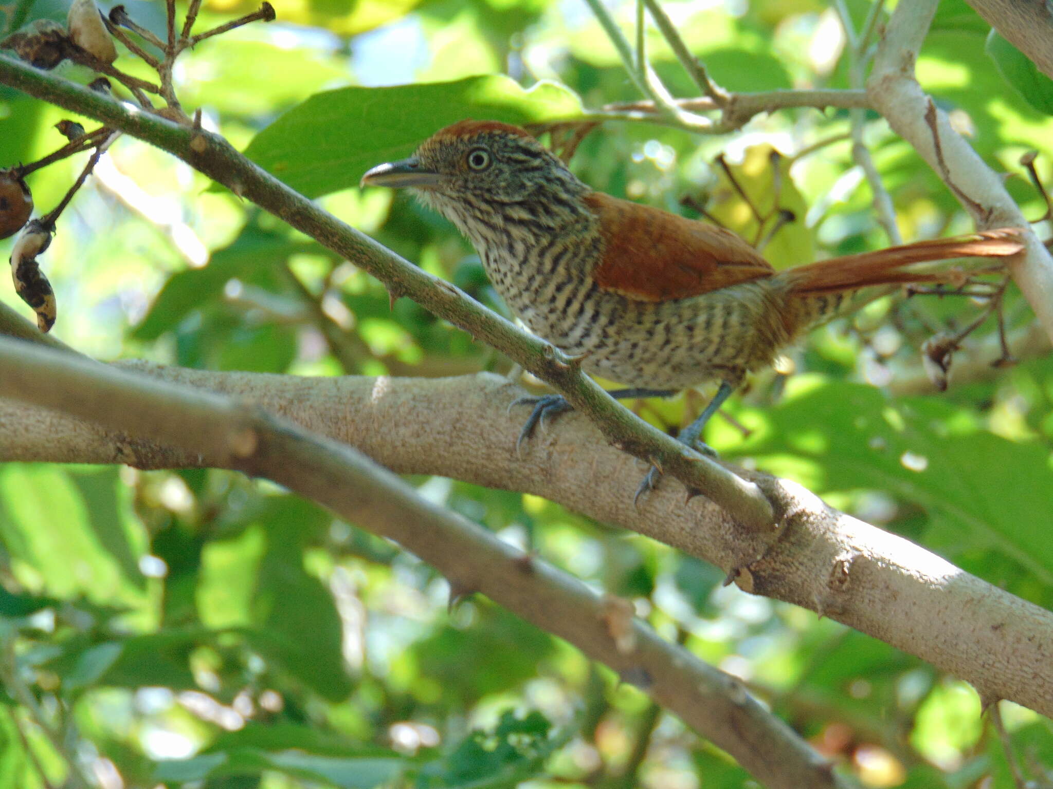 Image of Bar-crested Antshrike