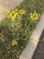 Image of Small's ragwort