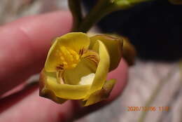 Eulophia platypetala Lindl.的圖片