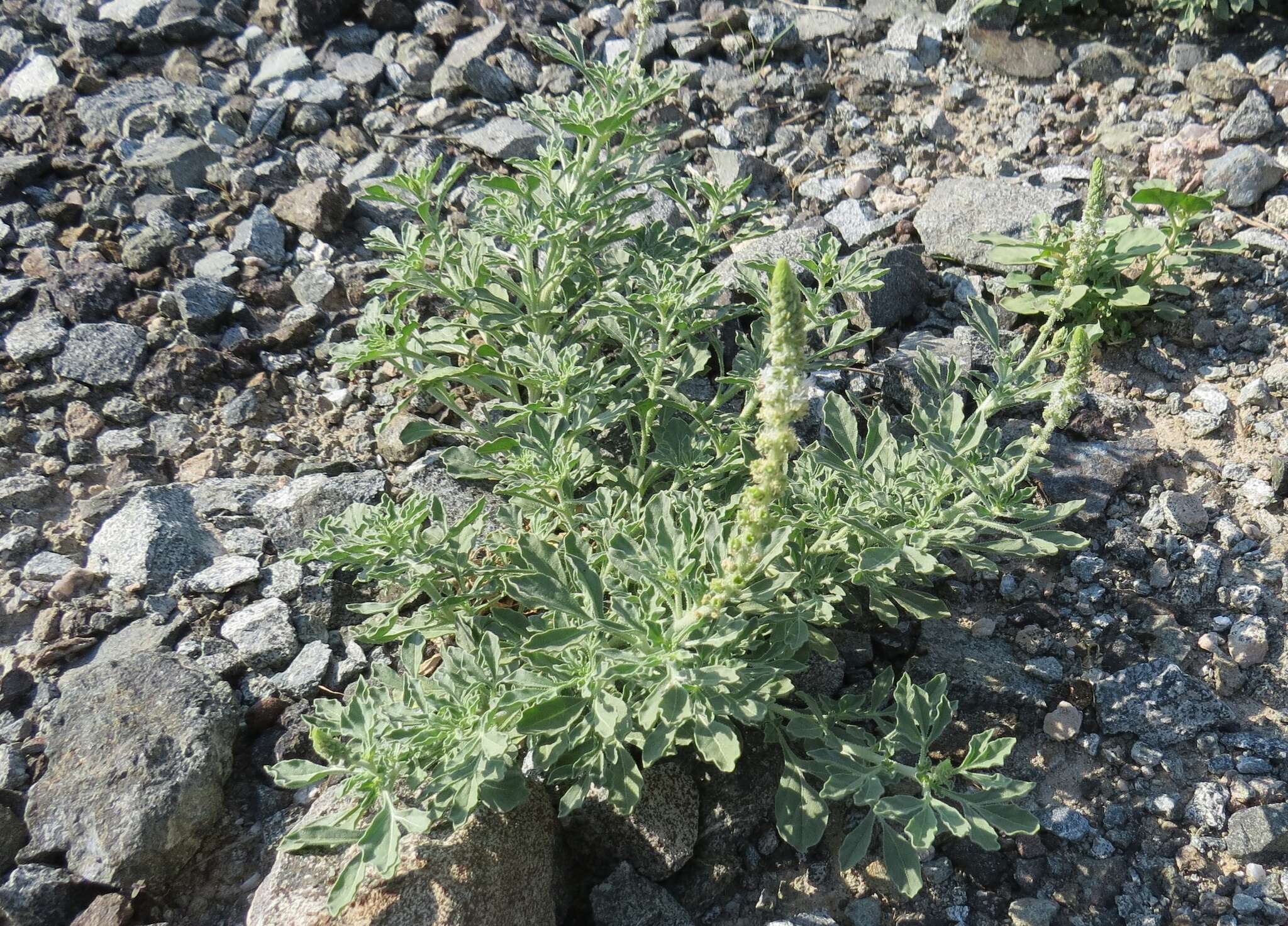 Image of Reseda aucheri Boiss.