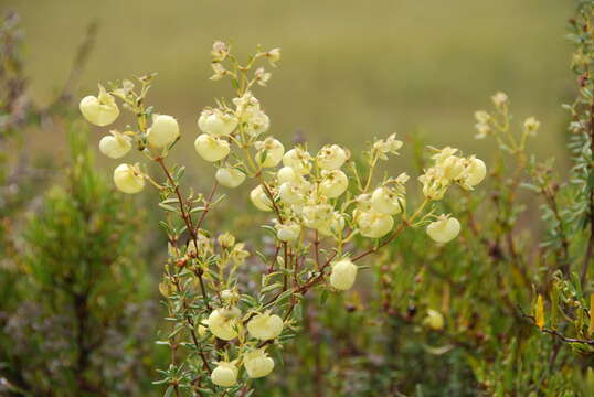 Image of Calceolaria virgata Ruiz & Pav.