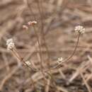 Image of Eriogonum nudum var. nudum