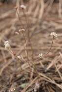 Imagem de Eriogonum nudum var. nudum