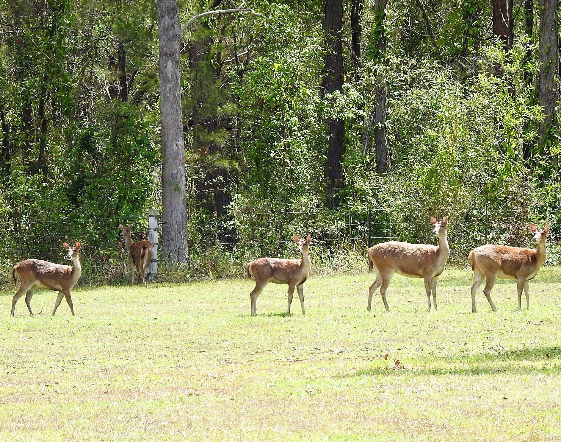 Image of Javan Deer