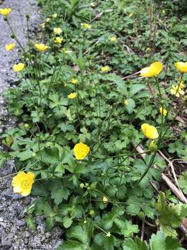 صورة Ranunculus japonicus Thunb.