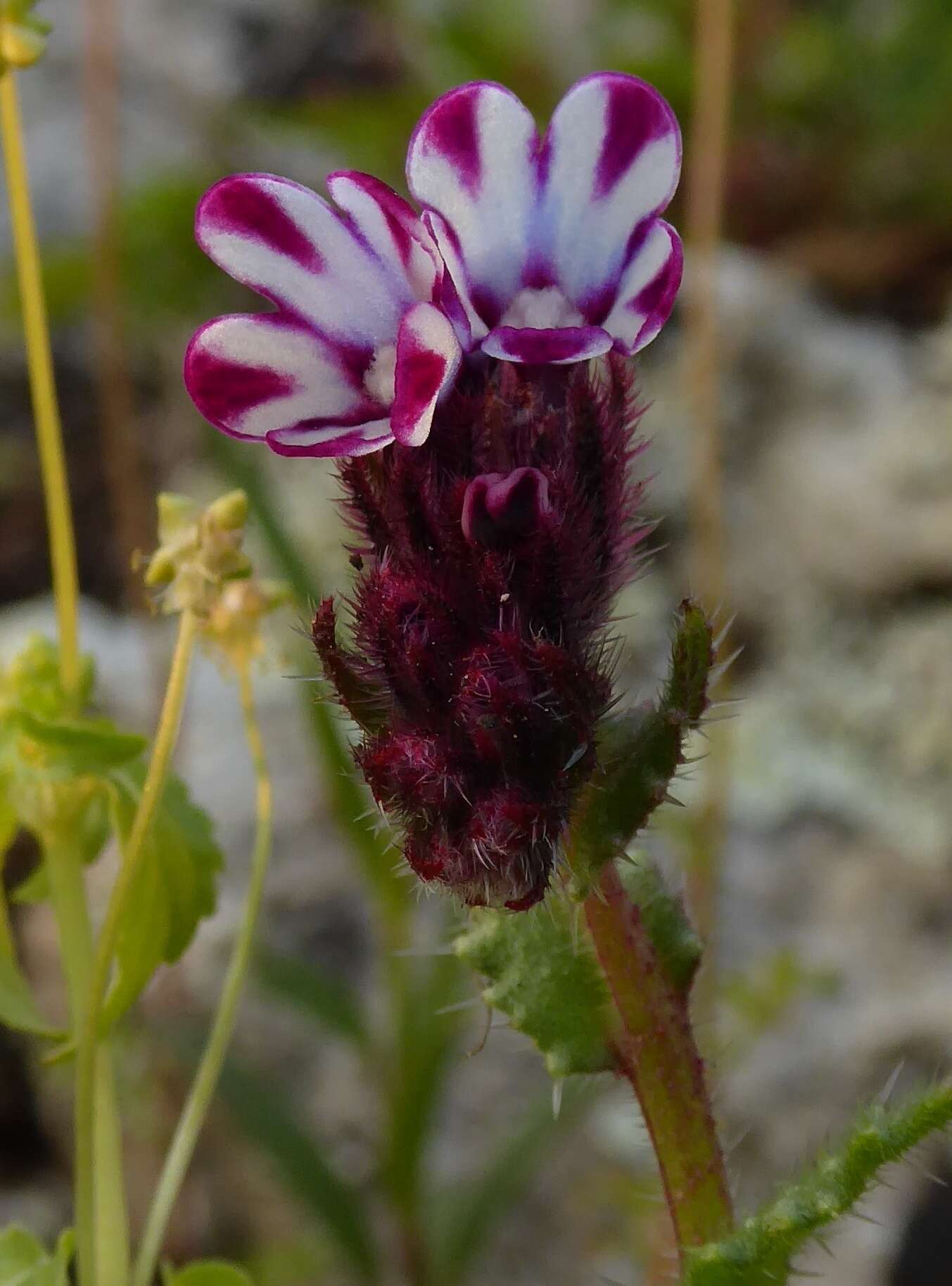 Image de Anchusella variegata (L.) M. Bigazzi, E. Nardi & F. Selvi