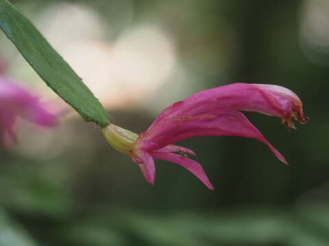 Image of Christmas Cactus