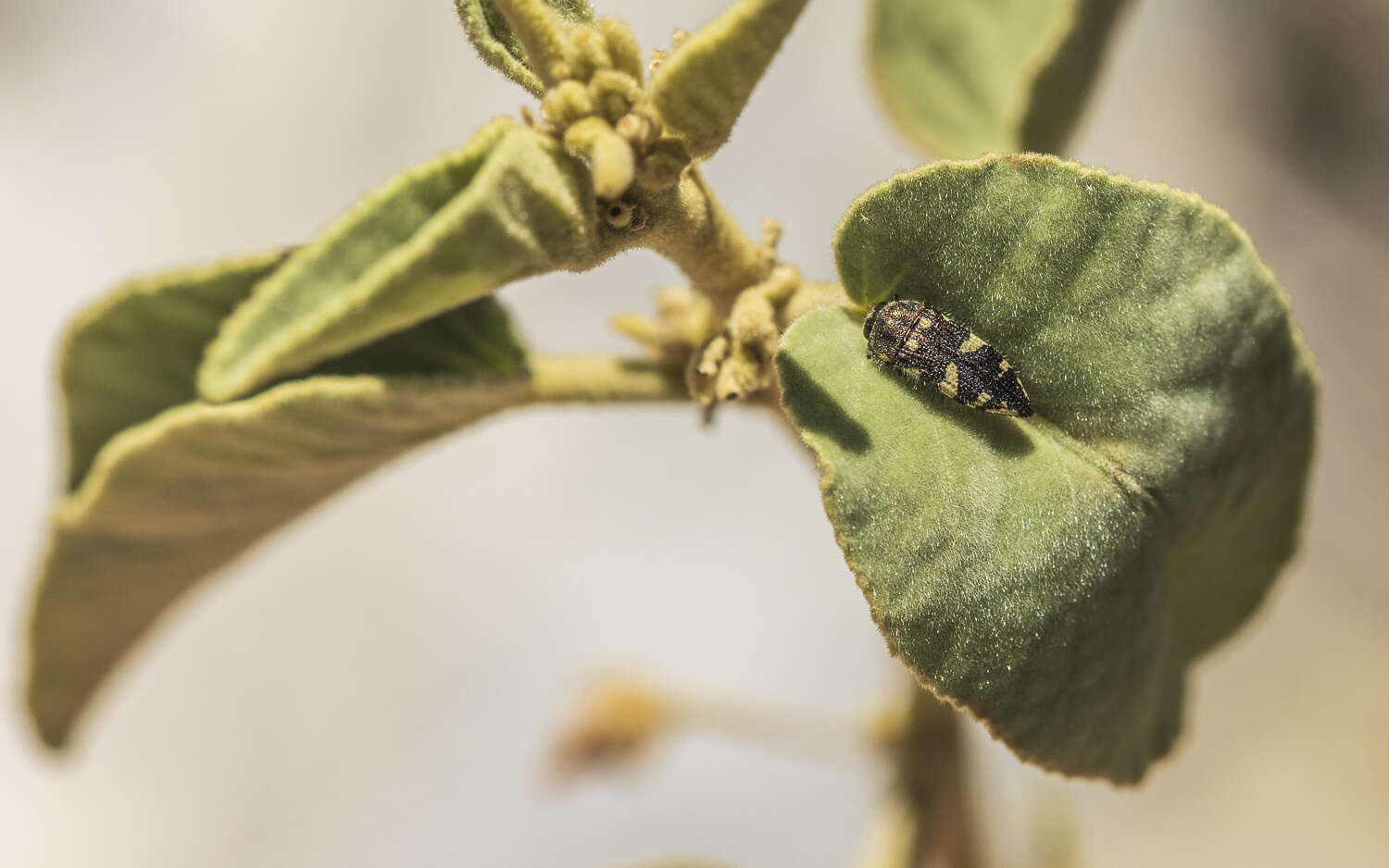 Image de Acmaeodera vernalis Barr 1972