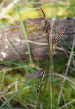 Image of Large gnat orchid