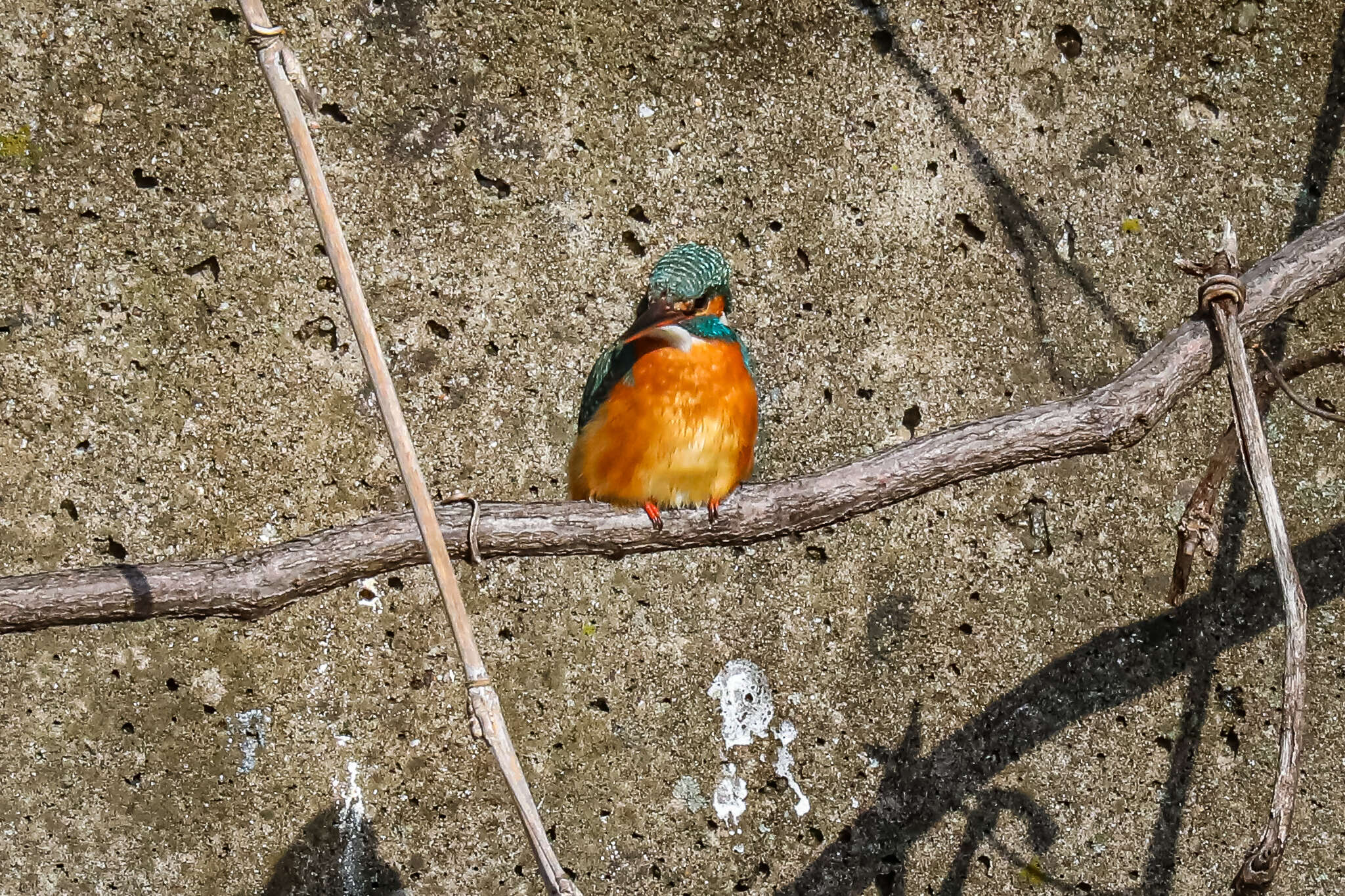 Image of Alcedo atthis bengalensis Gmelin & JF 1788