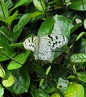 Image of Idea leuconoe riukiuensis