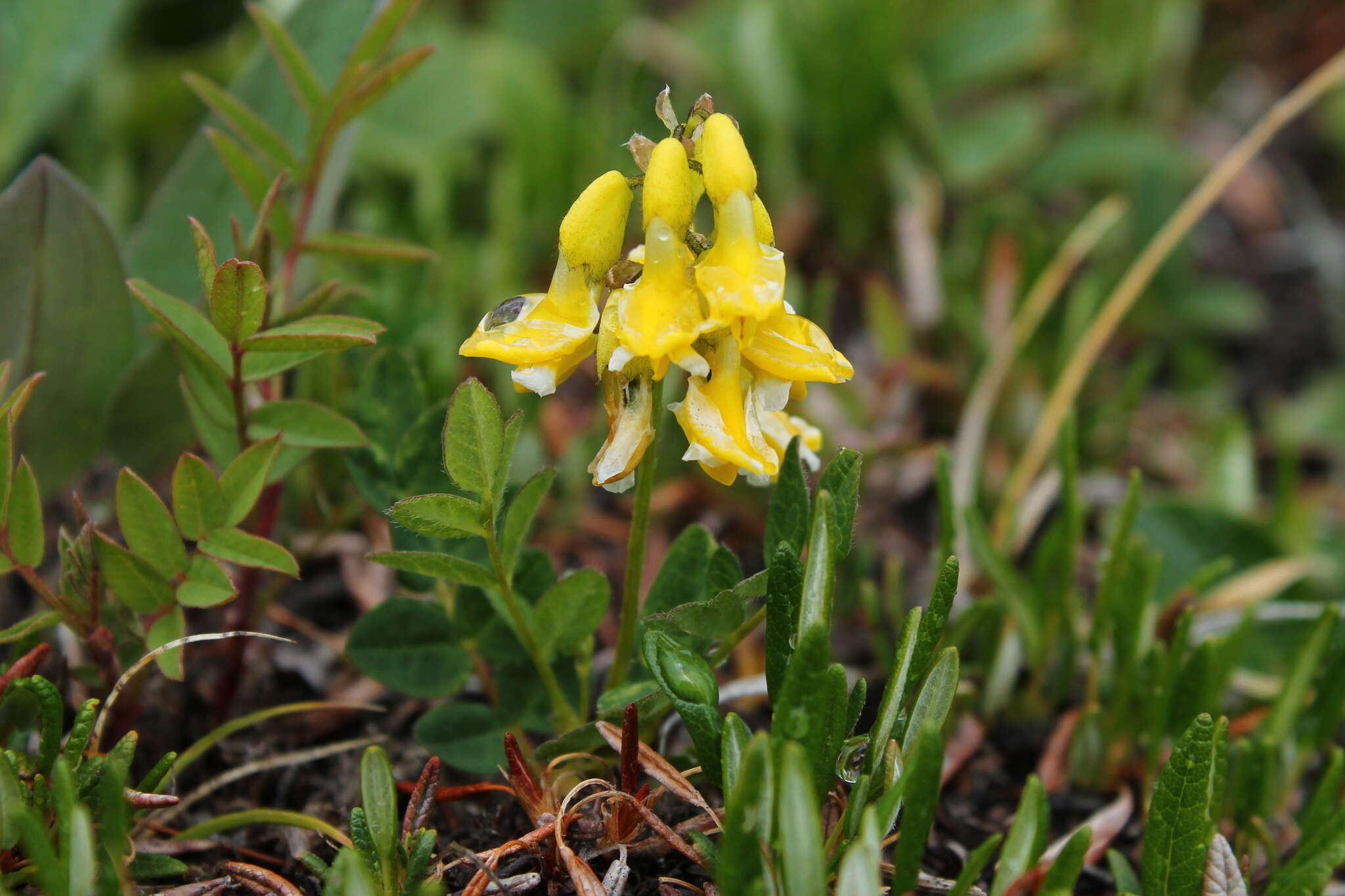 Image of tundra milkvetch