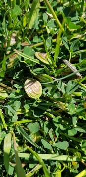 Image of blackdisk medick