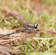 Image of Eusynthemis guttata (Selys 1871)