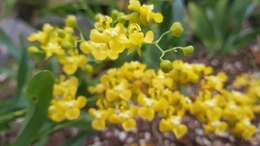 Image of Oncidium cheirophorum Rchb. fil.