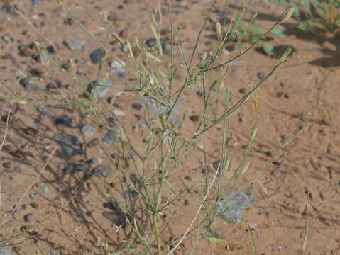 Image of Farsetia linearis Decne.