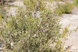Image of Melaleuca decussata R. Br.