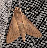 Image of Pale Brown Hawkmoth