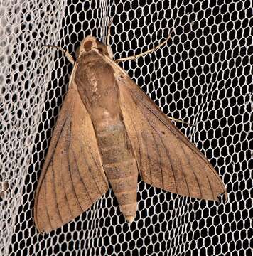 Image of Pale Brown Hawkmoth