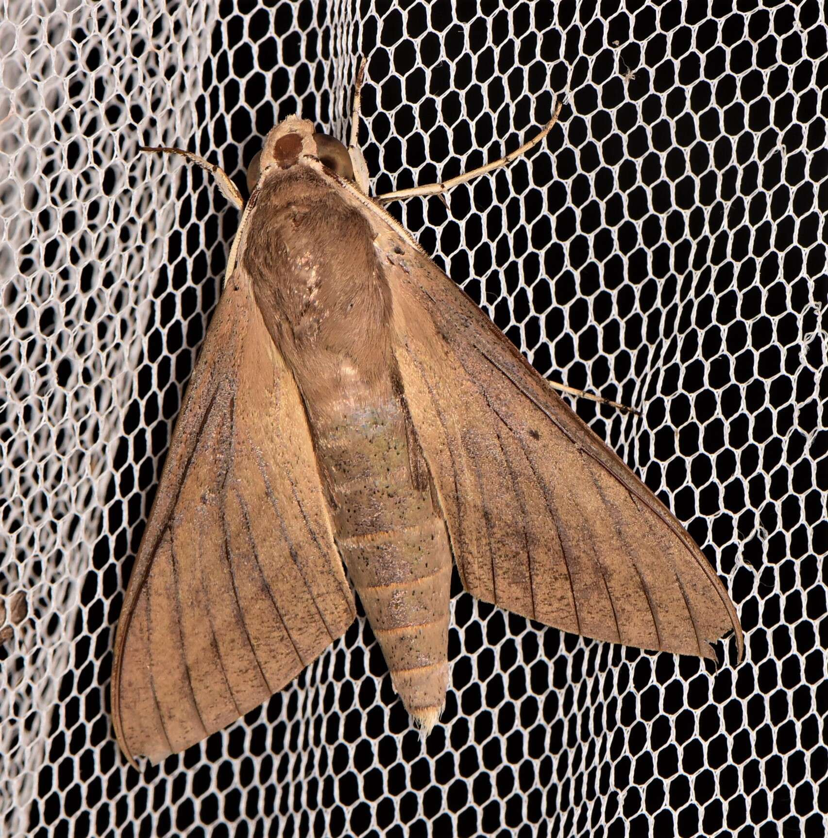 Image of Pale Brown Hawkmoth