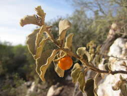 Imagem de Solanum tomentosum var. tomentosum