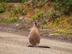 Image of Macropus rufogriseus rufogriseus (Desmarest 1817)