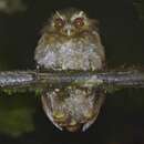 Image of Long-whiskered Owlet