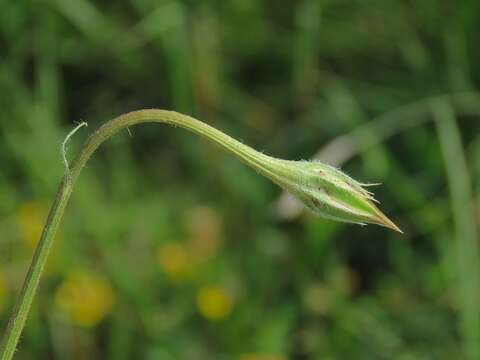 Image of Scorzonera villosa subsp. villosa