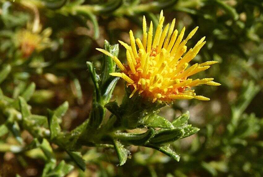 Image of Parastrephia lucida (Meyen) Cabrera