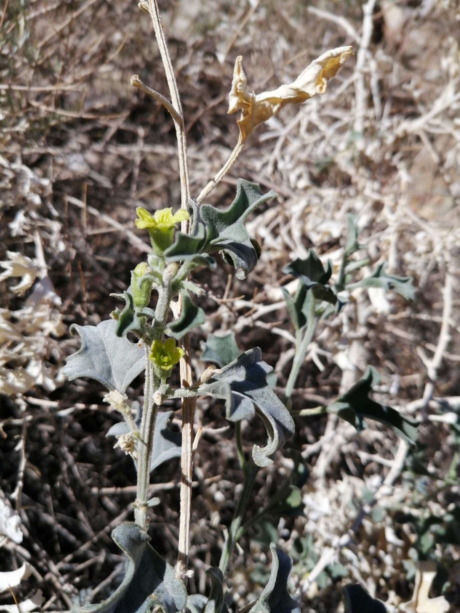 Image of Cucumis rigidus E. Mey. ex Sond.