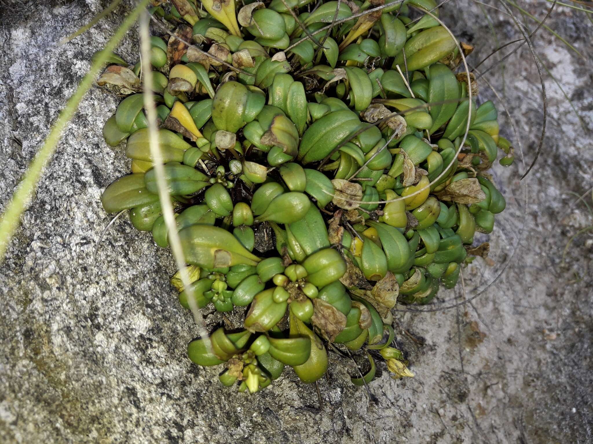 Imagem de Gentianella saxosa (G. Forst.) Holub