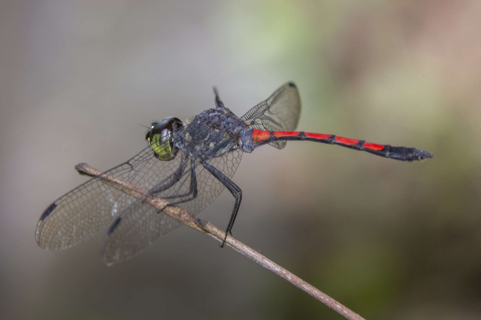 Image of Agrionoptera insignis (Rambur 1842)