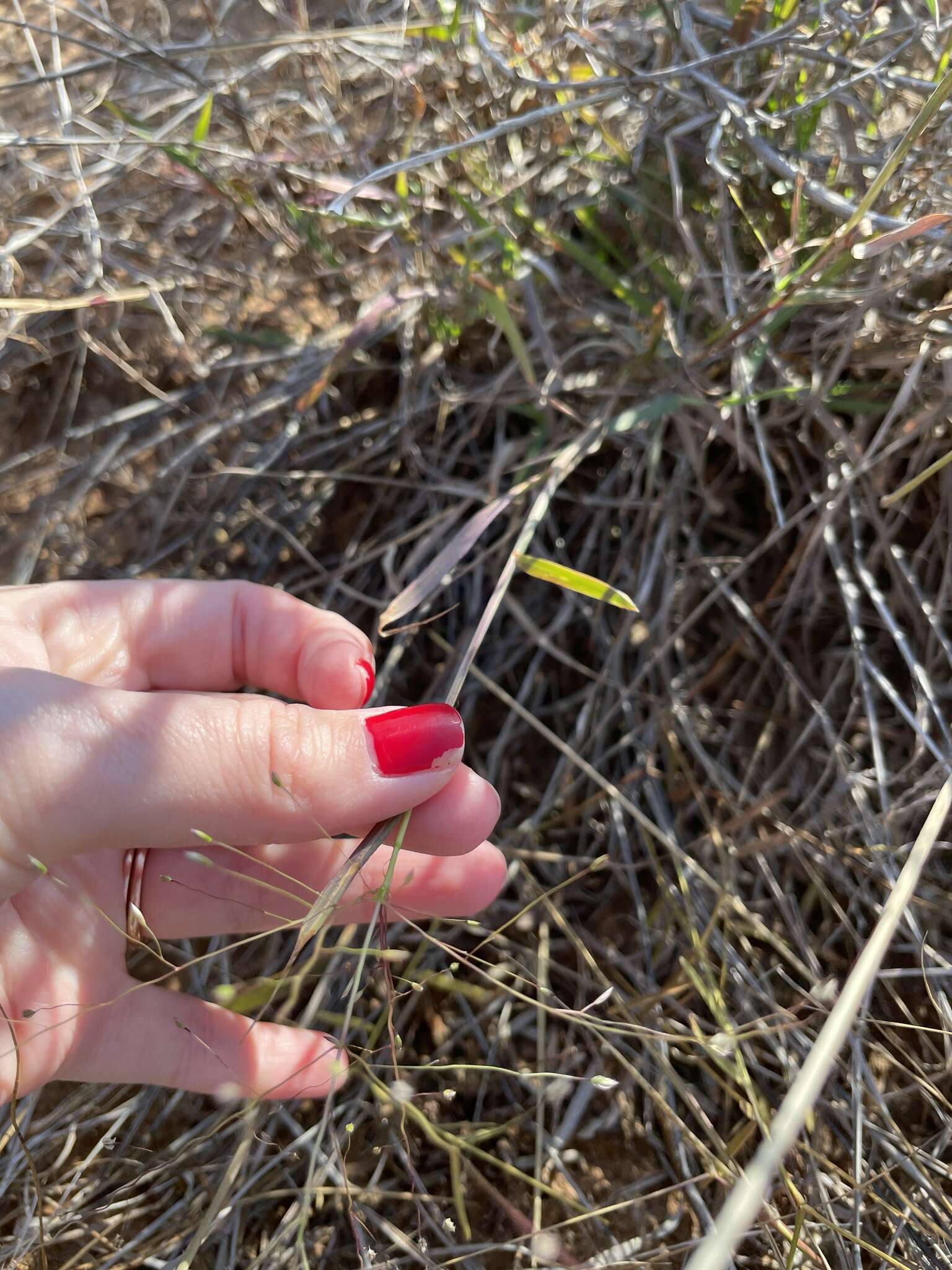 Image of Carolina crabgrass