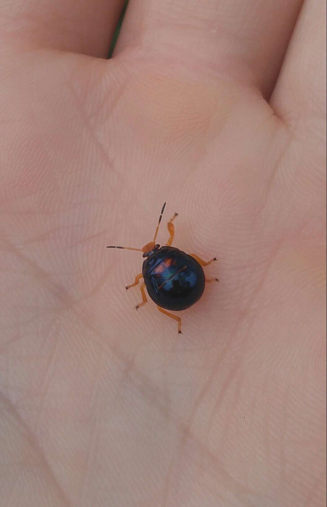 Image of Anchor Stink Bug