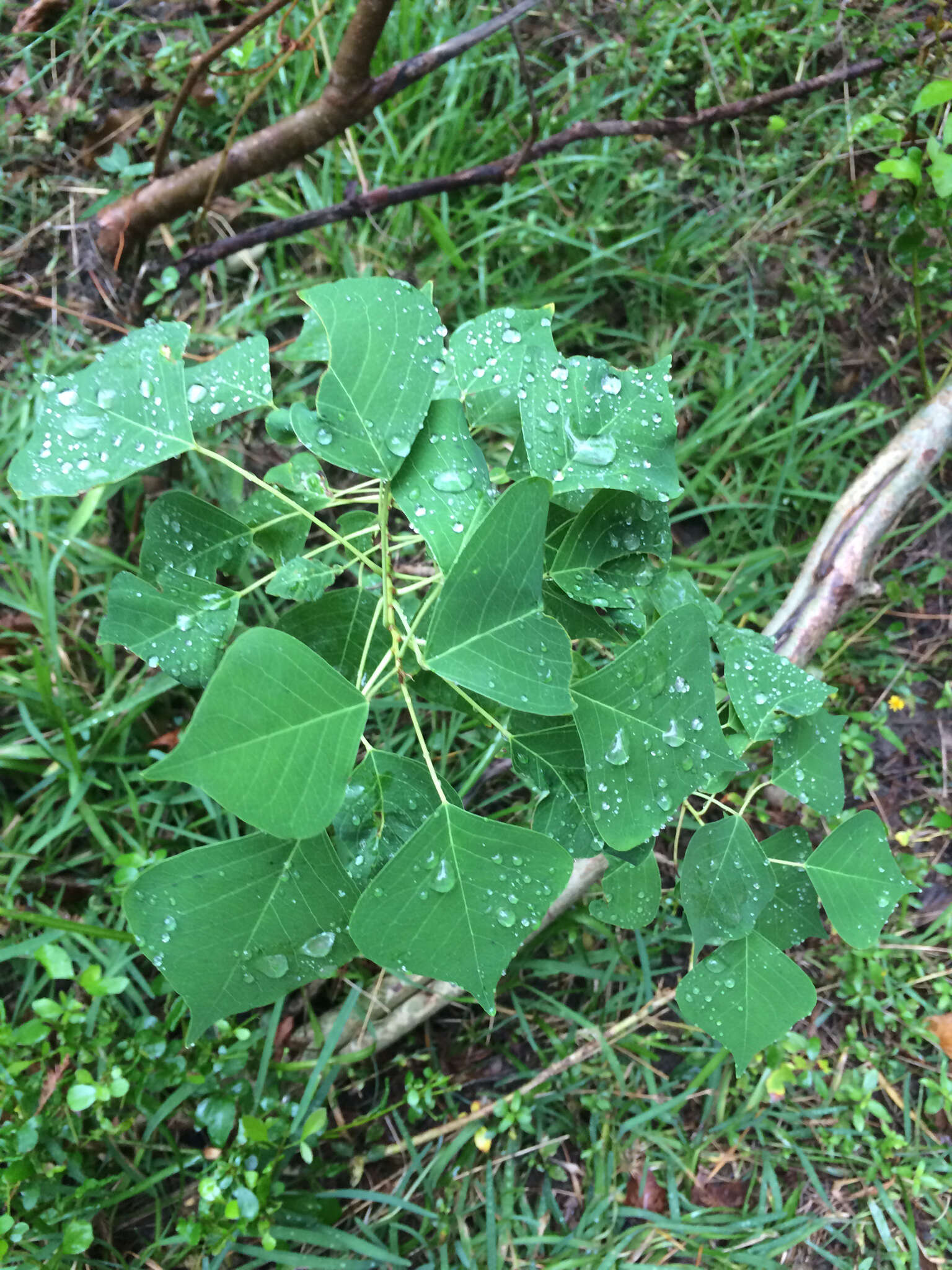 Image of Chinese tallow