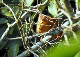 Image of Henna-capped Foliage-gleaner