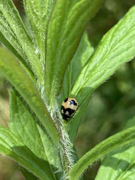 Image of Coccinella hieroglyphica kirbyi Crotch 1874