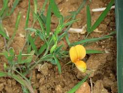 Image of Lathyrus gorgoni Parl.