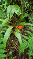 Image of Guzmania melinonis Regel