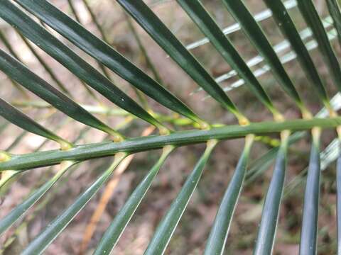 Image of Macrozamia mountperriensis F. M. Bailey