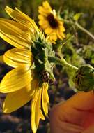 Image of Sunflower Beetle