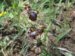 Image of Looking-glass Orchid