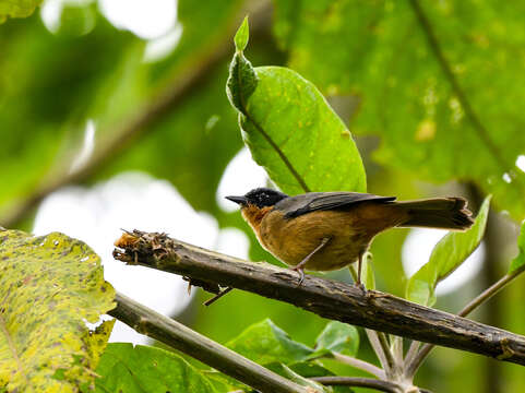 Image of Black-eared Hemispingus