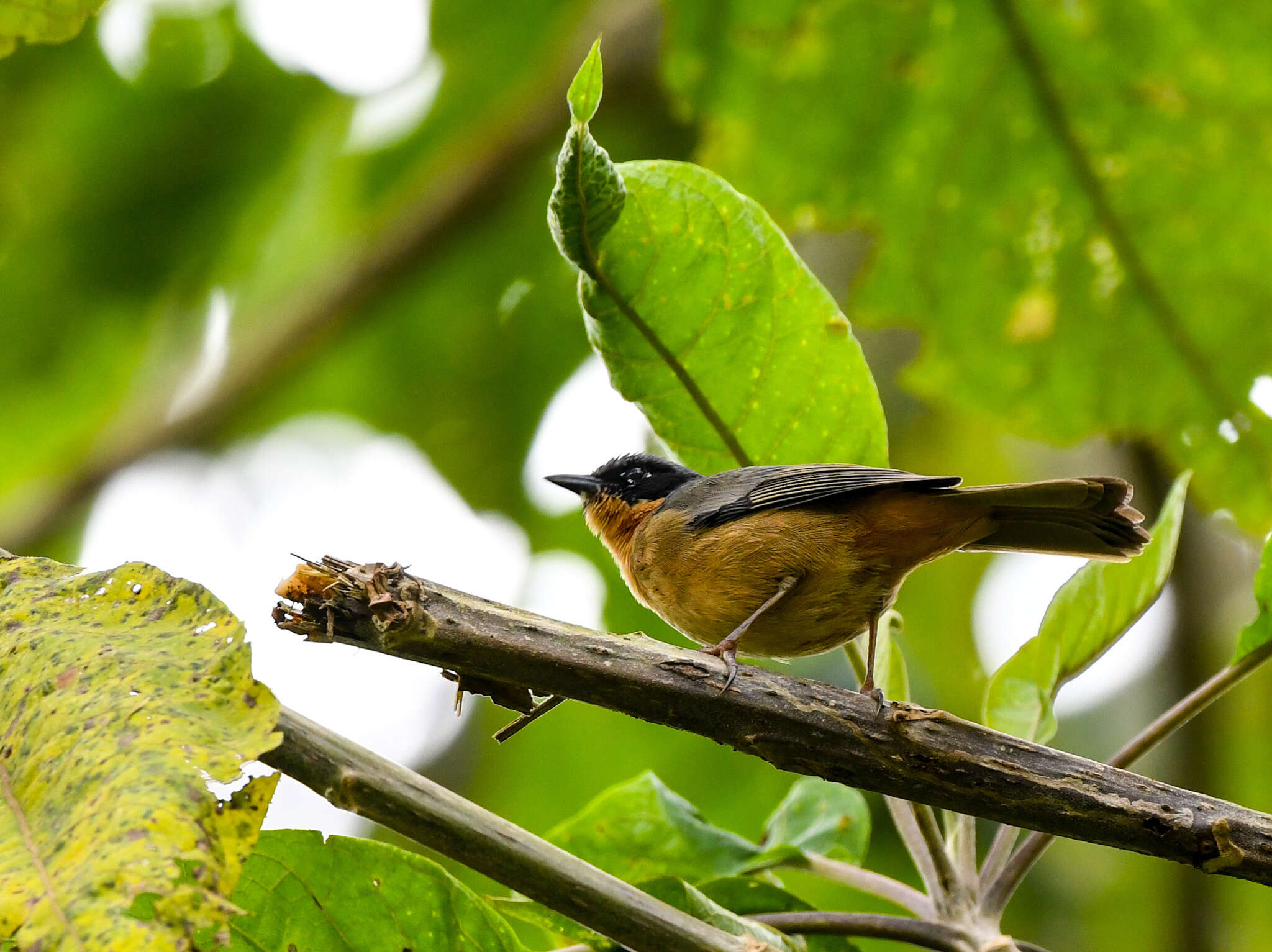 صورة Sphenopsis melanotis (Sclater & PL 1855)