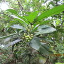 Image of Psychotria flava Oerst. ex Standl.